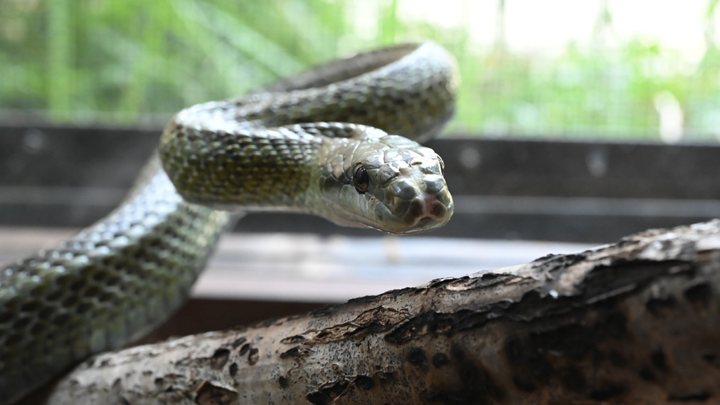 アオダイショウ