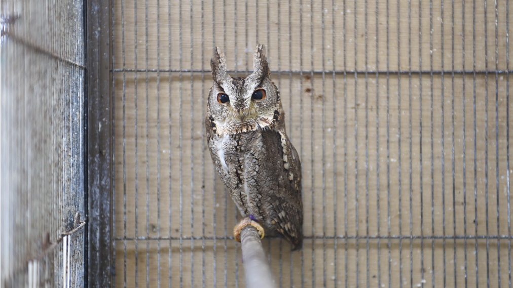 オオコノハズク