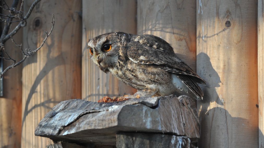 オオコノハズク