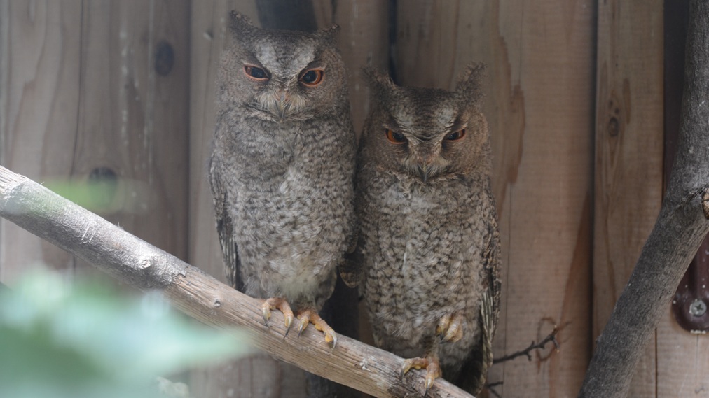 オオコノハズク