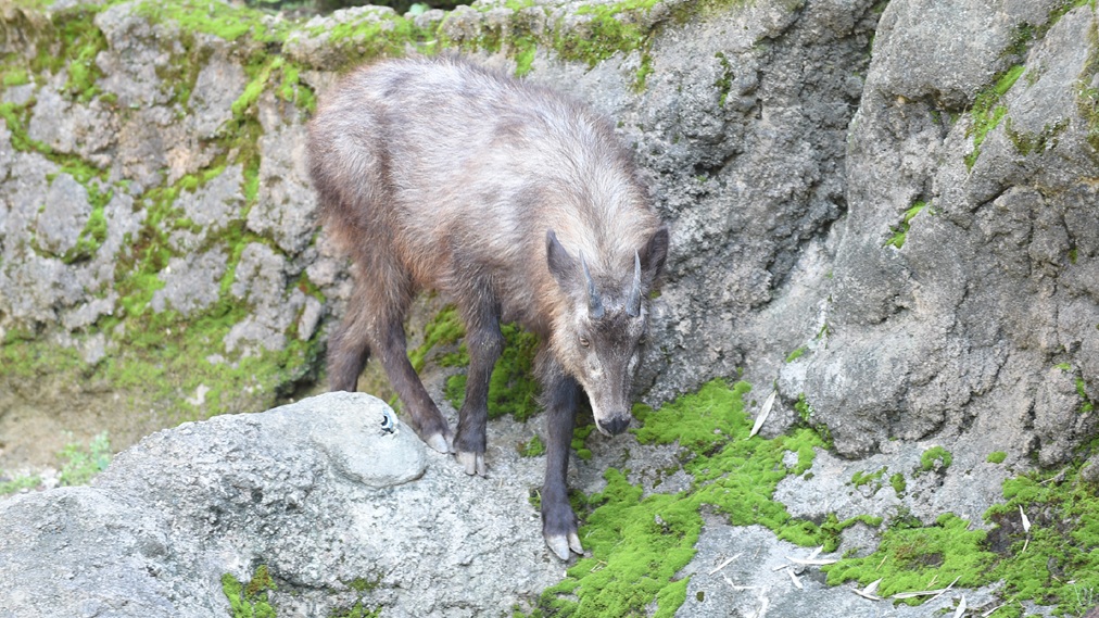 ニホンカモシカ