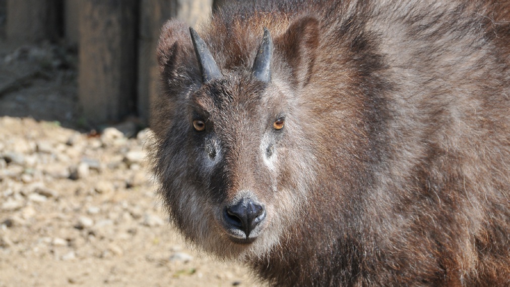 ニホンカモシカ