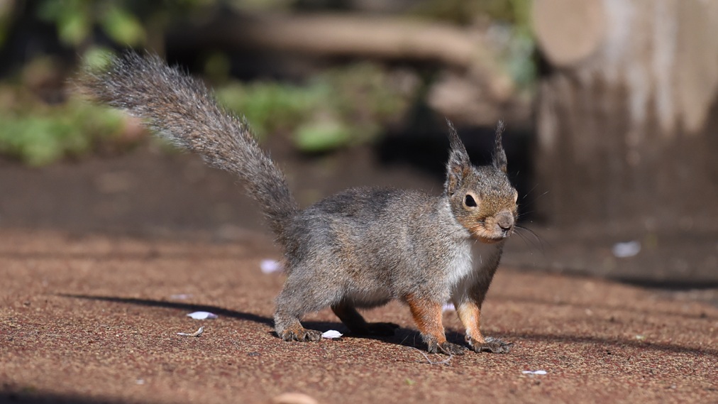 일본 다람쥐
