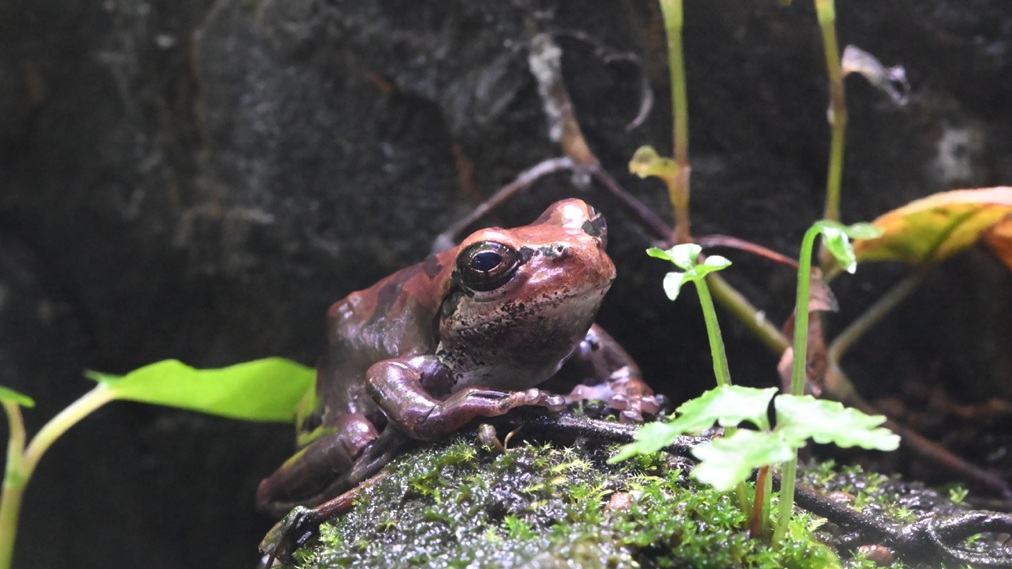 ニホンアマガエル