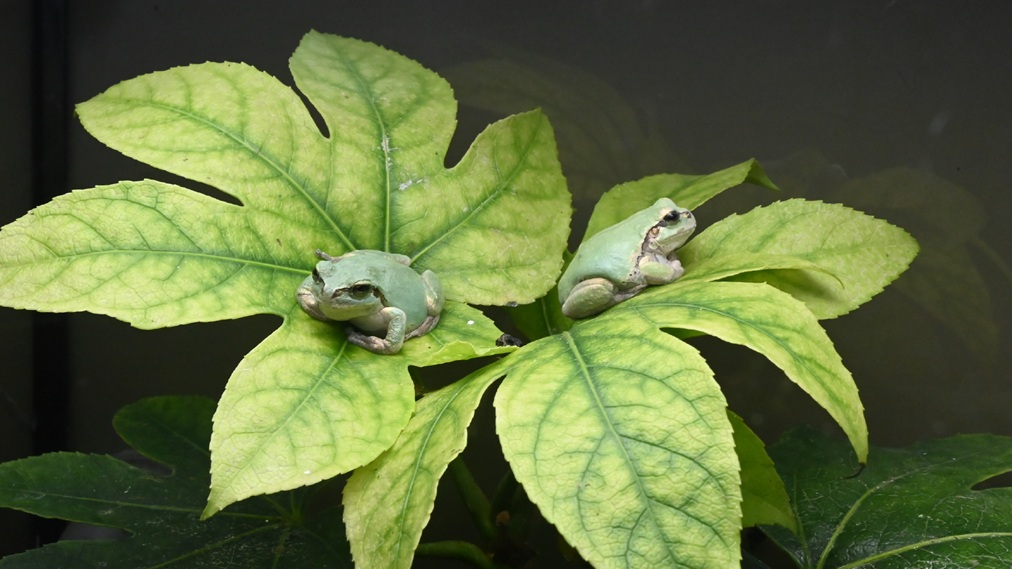 ニホンアマガエル