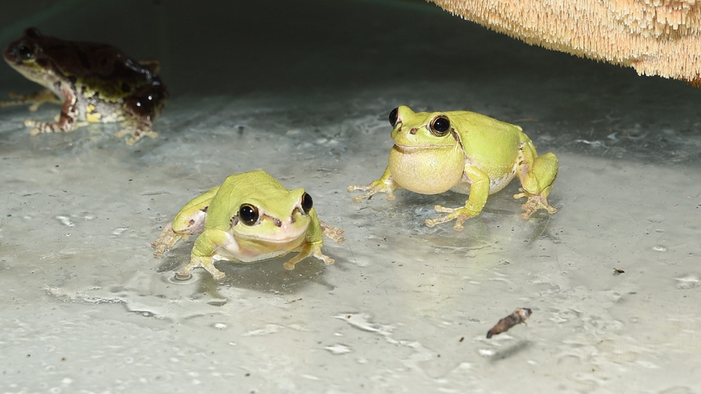 ニホンアマガエル