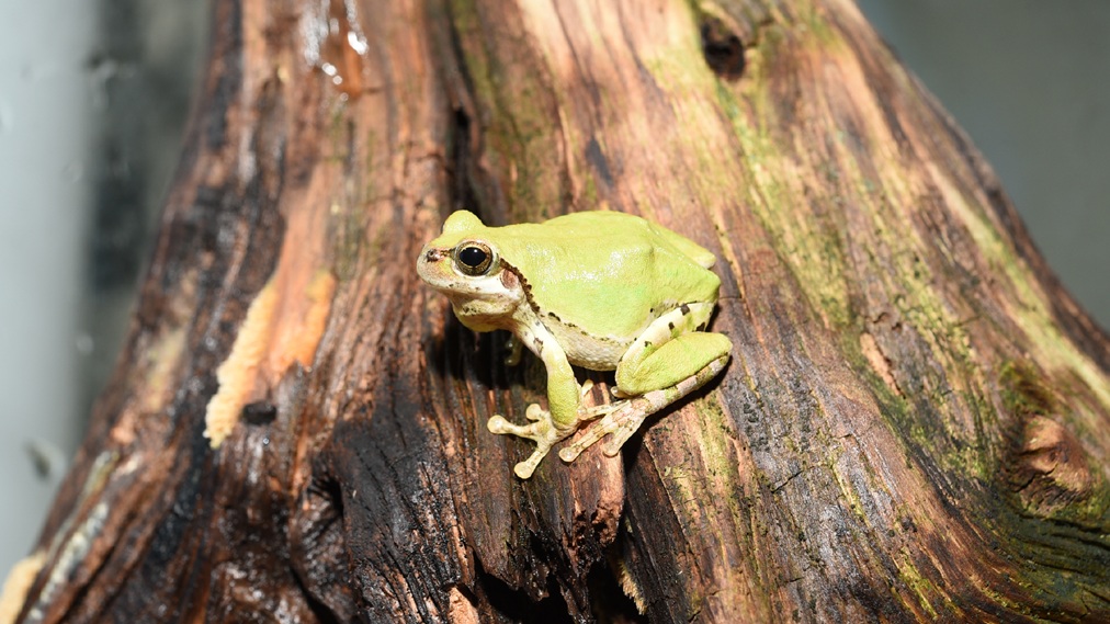 ニホンアマガエル