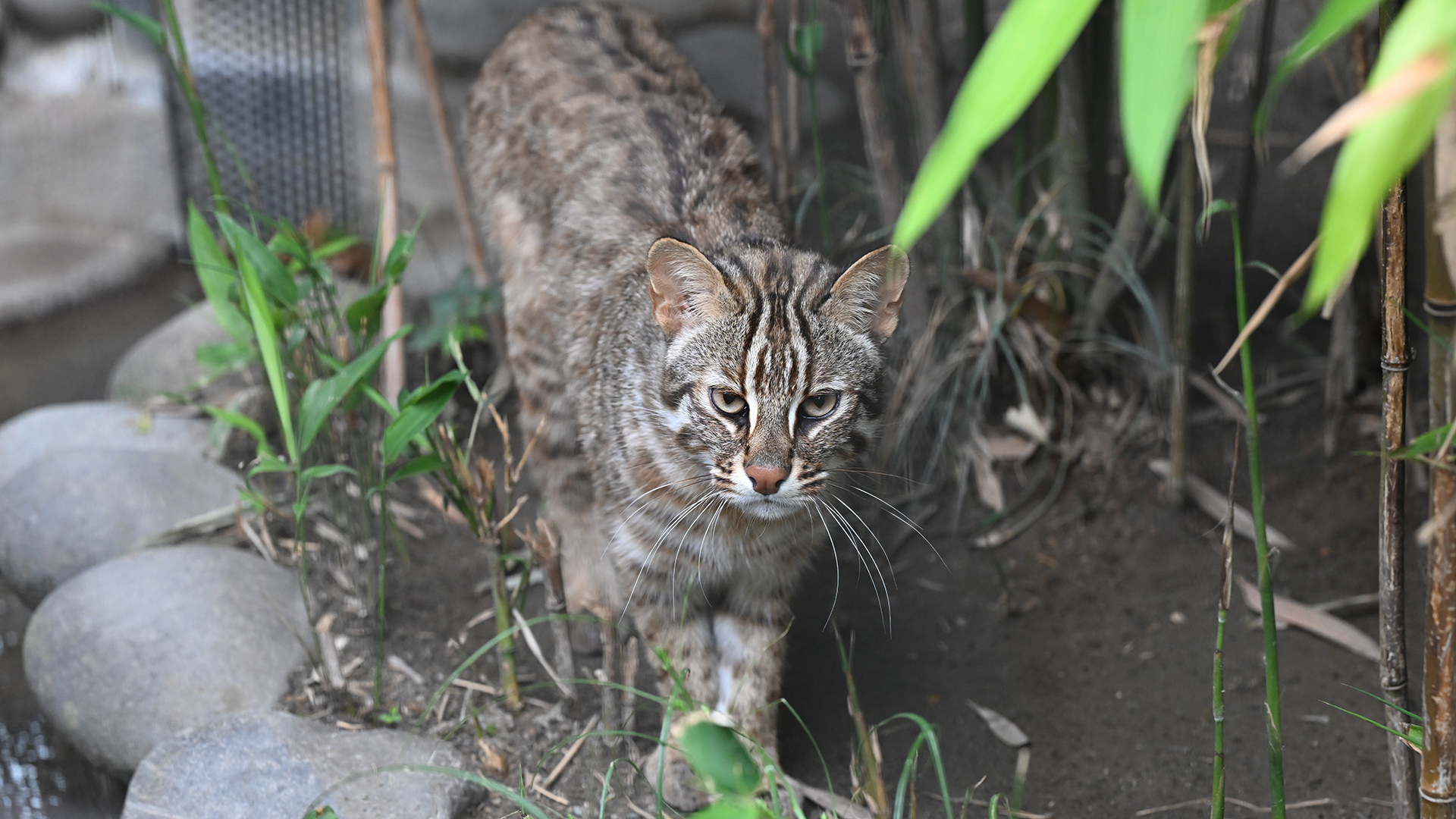 ベンガルヤマネコ