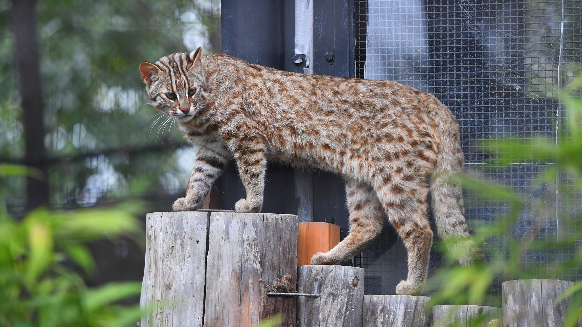 アムールヤマネコ