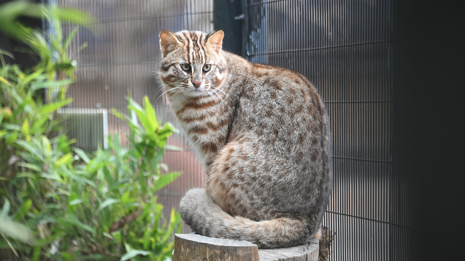 ベンガルヤマネコ