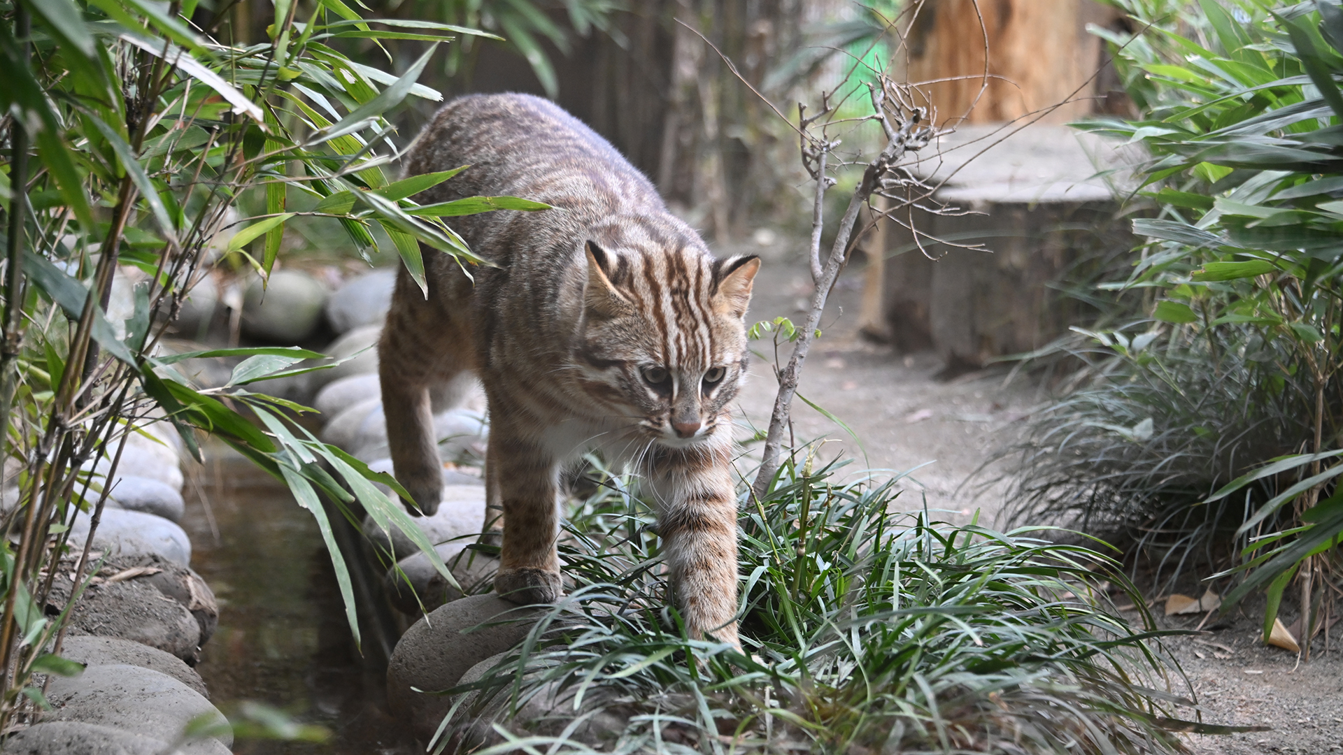 ベンガルヤマネコ