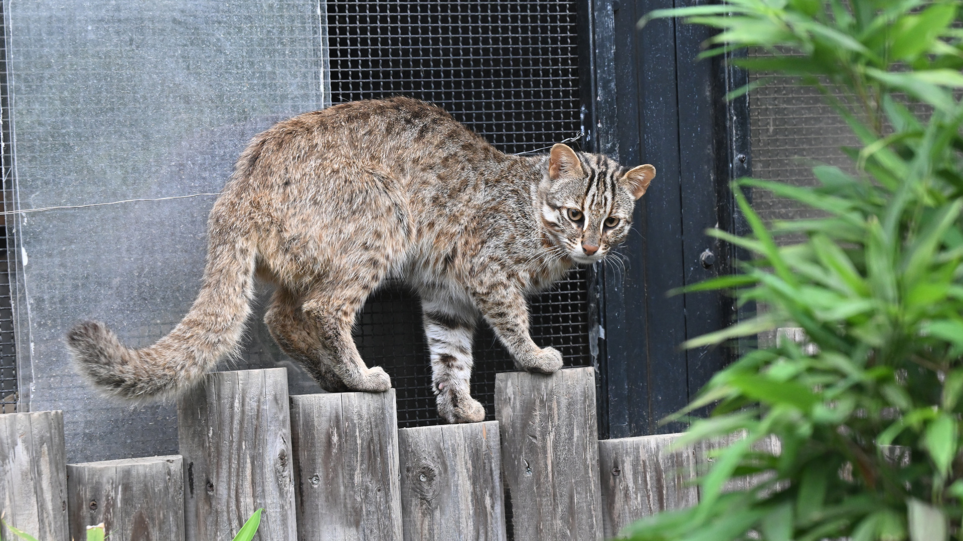 ベンガルヤマネコ