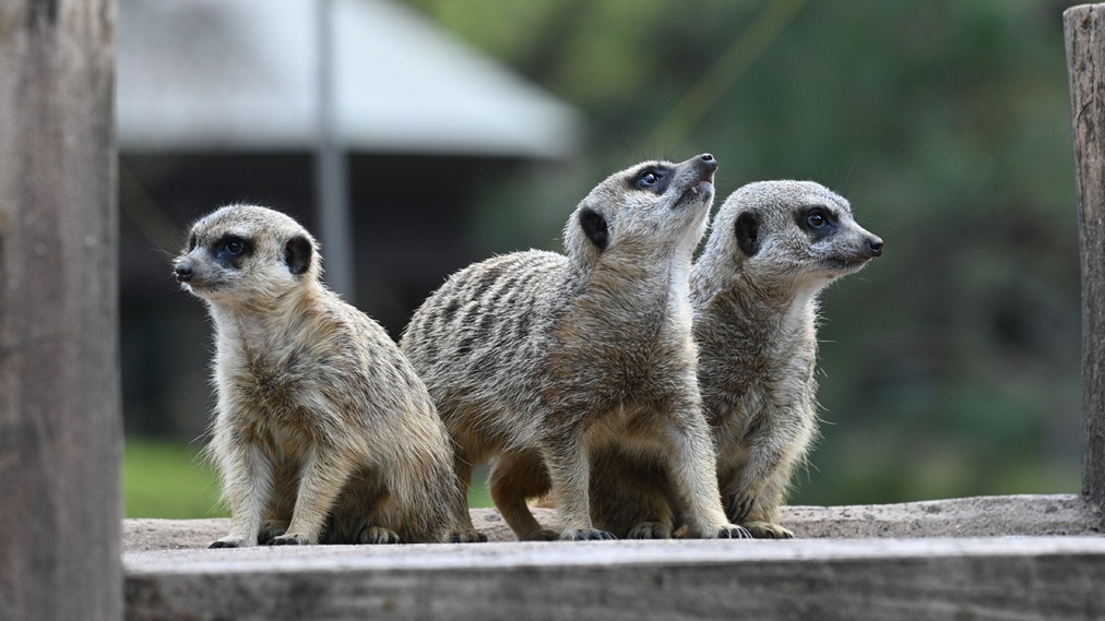 ミーアキャット