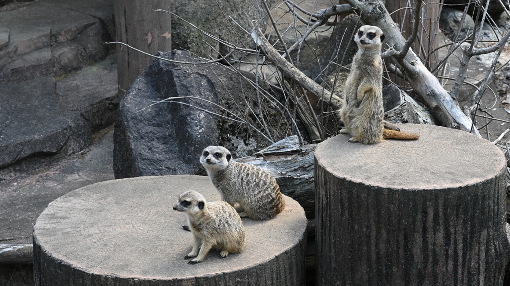 ミーアキャット