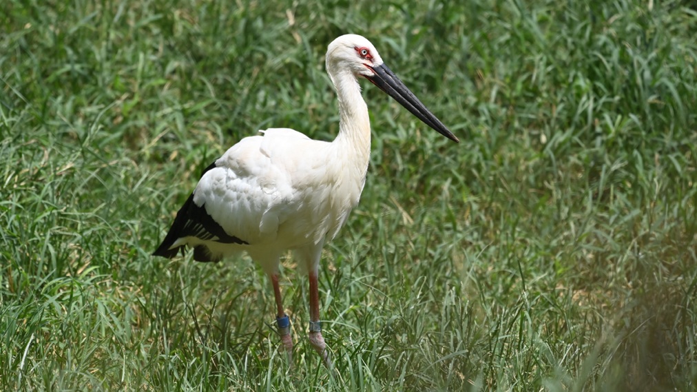 ニホンコウノトリ