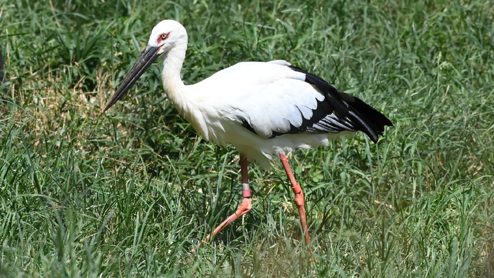 ニホンコウノトリ