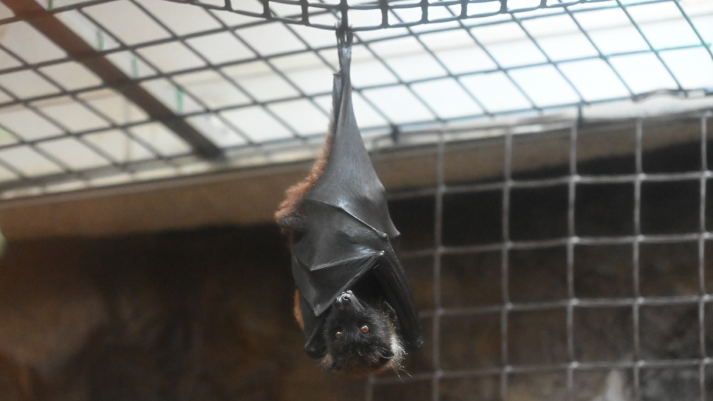 クビワオオコウモリ