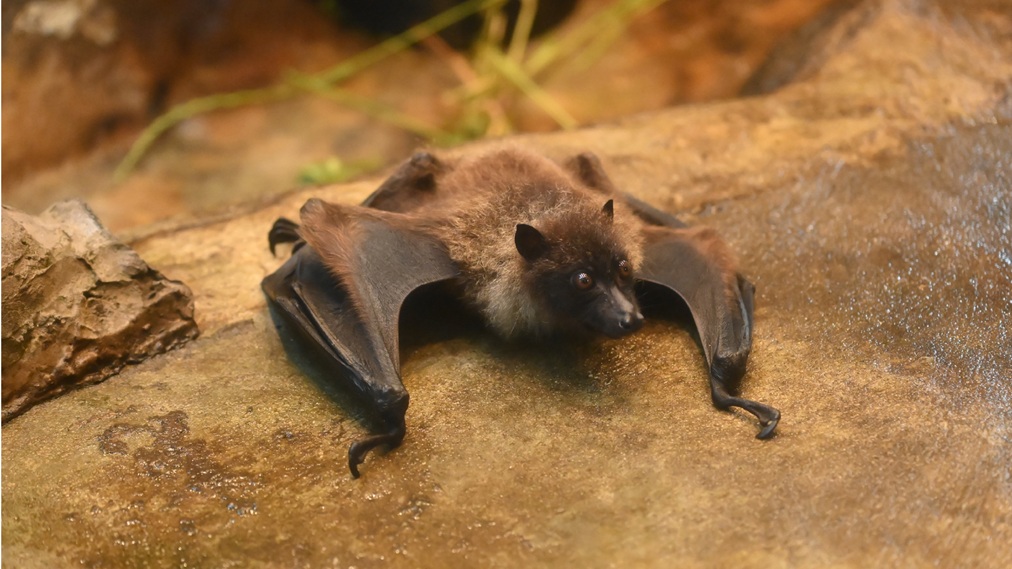 クビワオオコウモリ