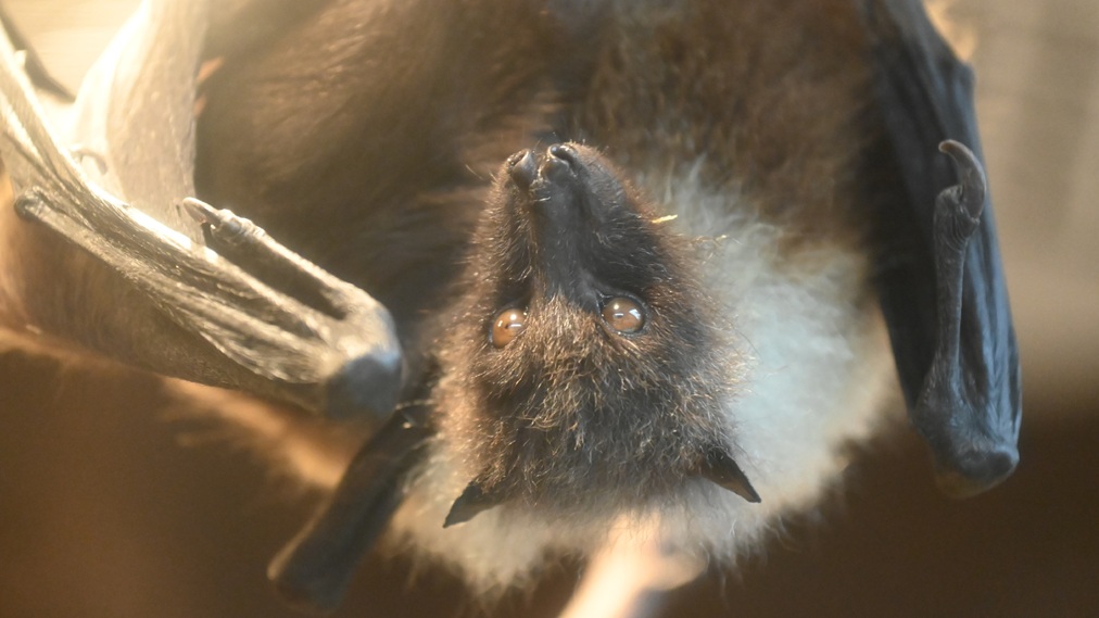 クビワオオコウモリ