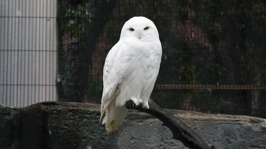 シロフクロウ