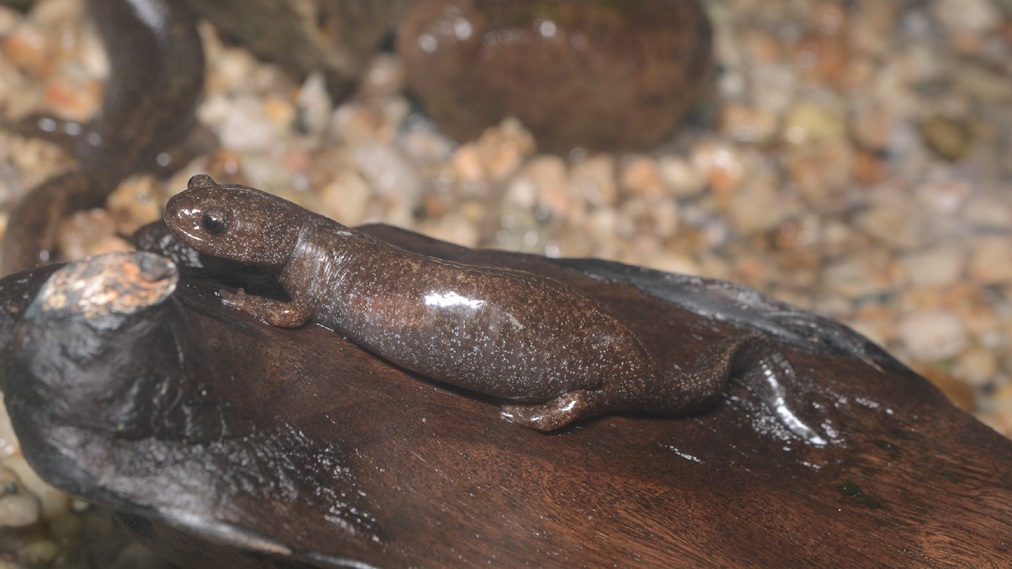 トウキョウサンショウウオ