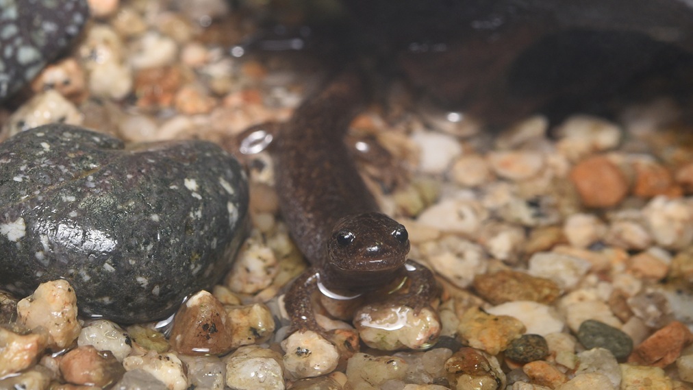 トウキョウサンショウウオ