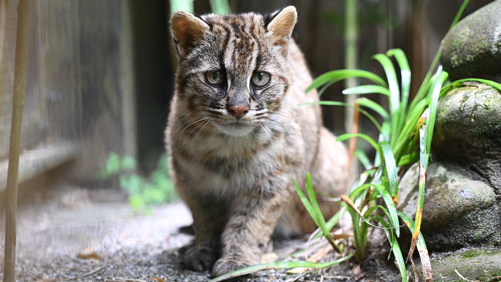 ツシマヤマネコ