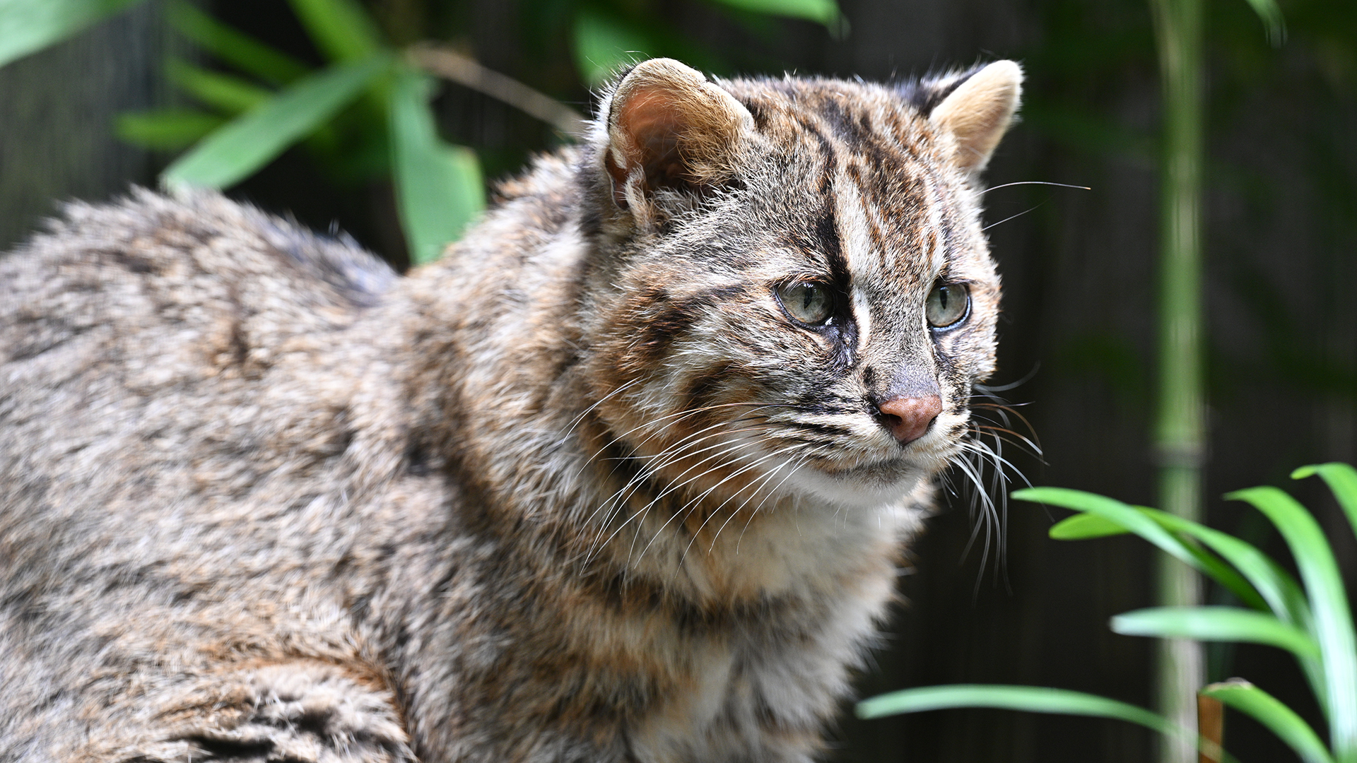 ツシマヤマネコ