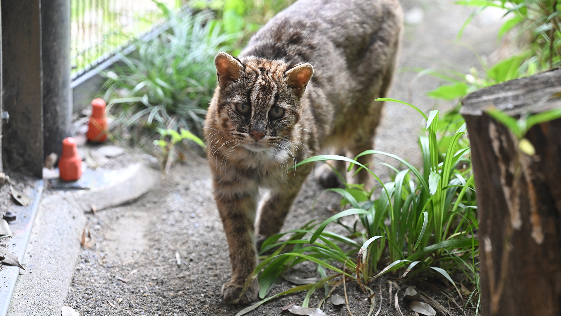 ツシマヤマネコ
