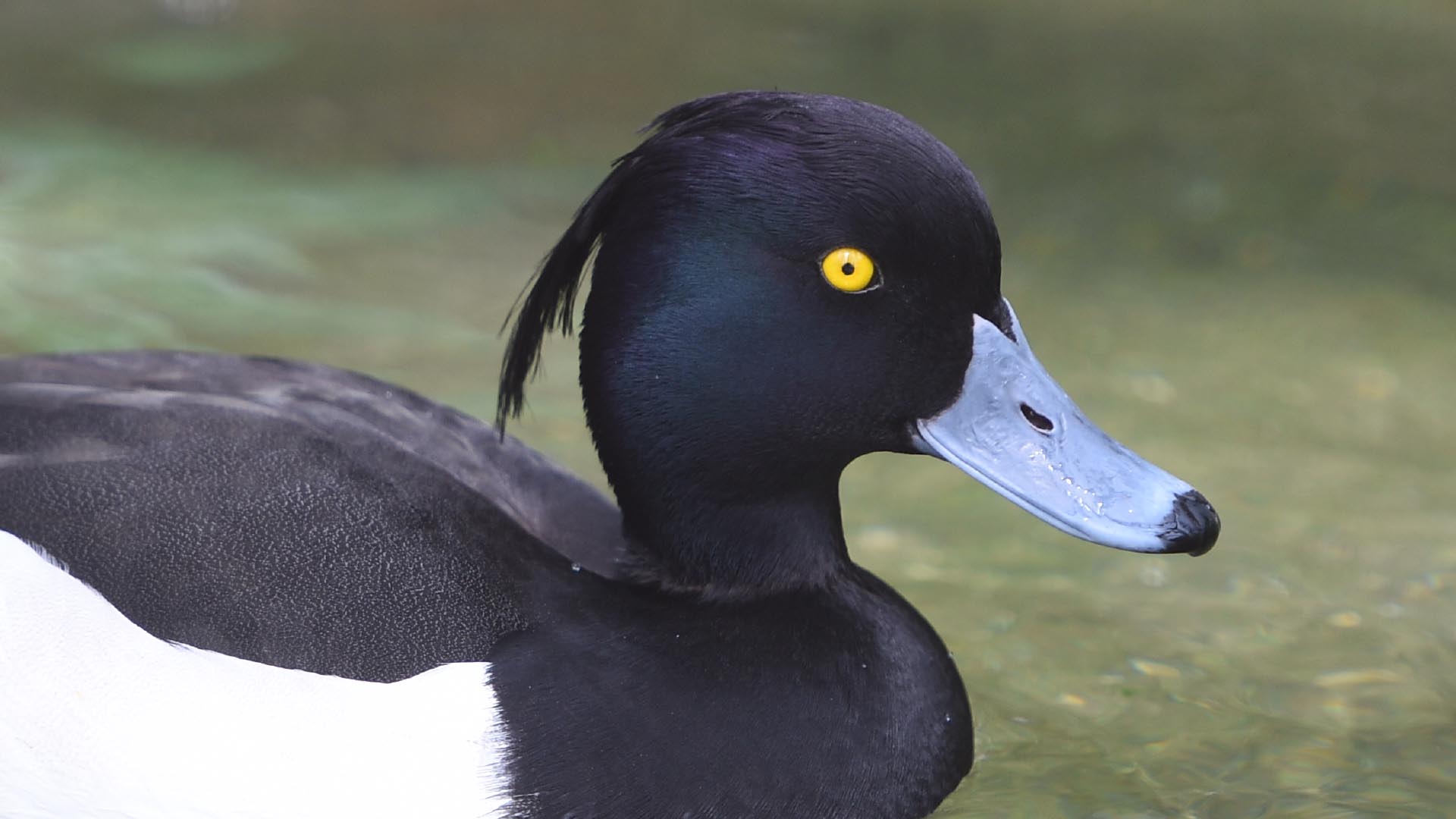 キンクロハジロ