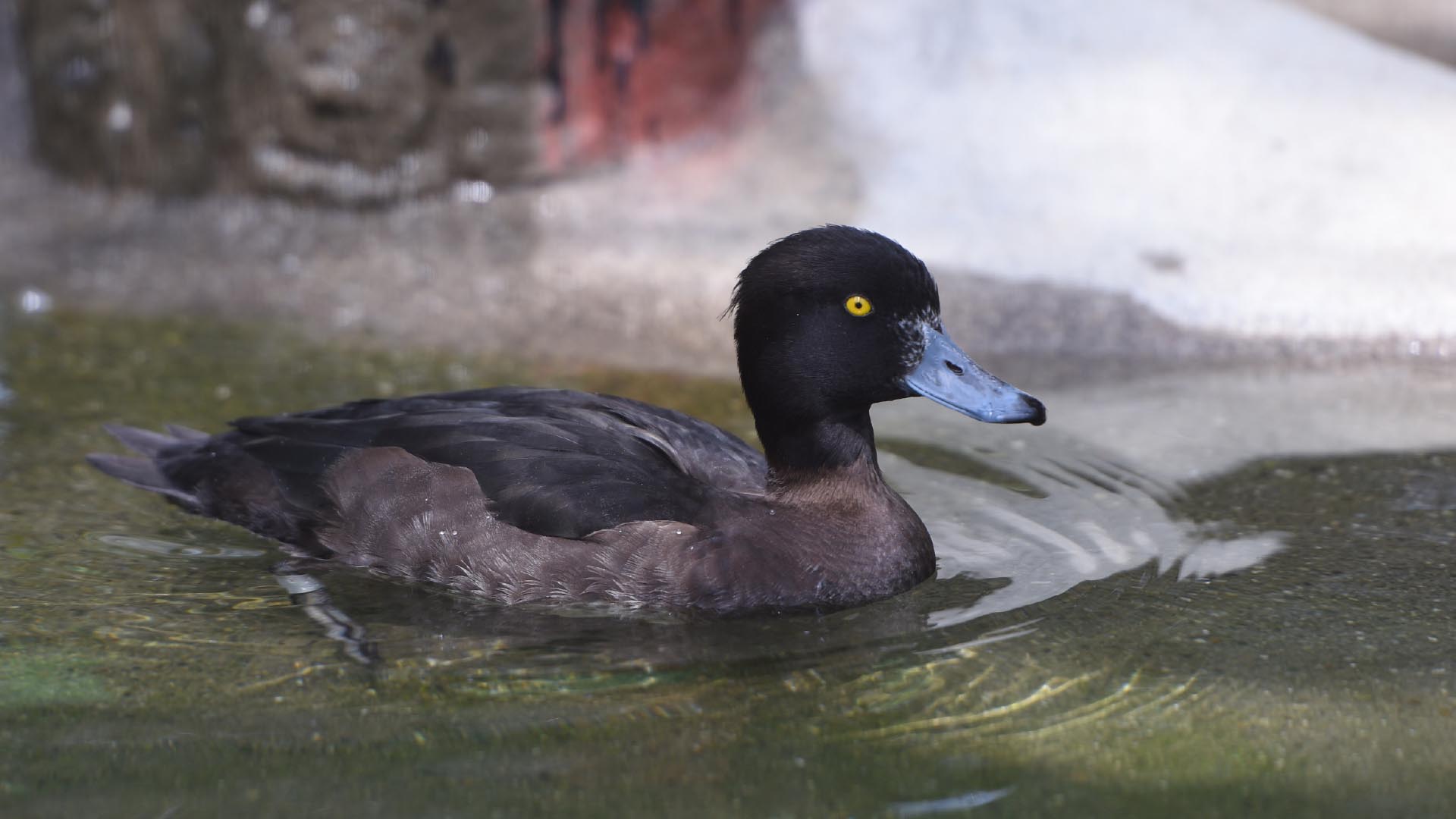 キンクロハジロ