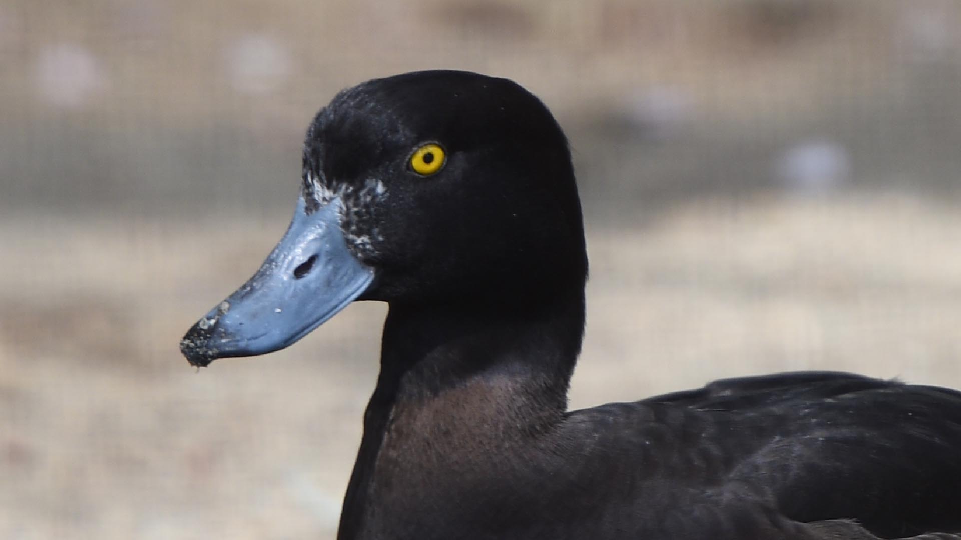 キンクロハジロ