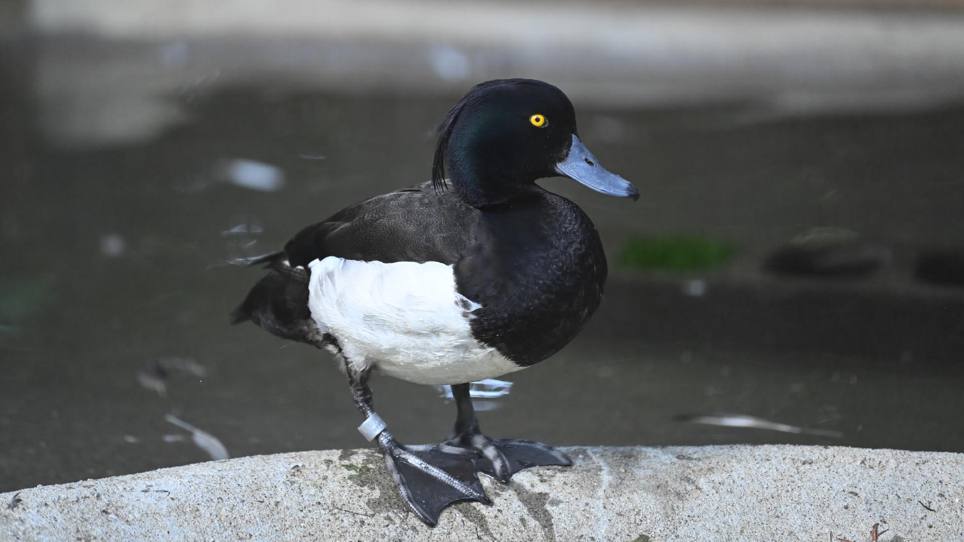 キンクロハジロ