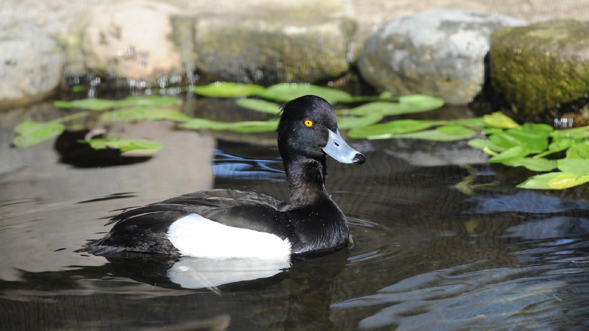 キンクロハジロ