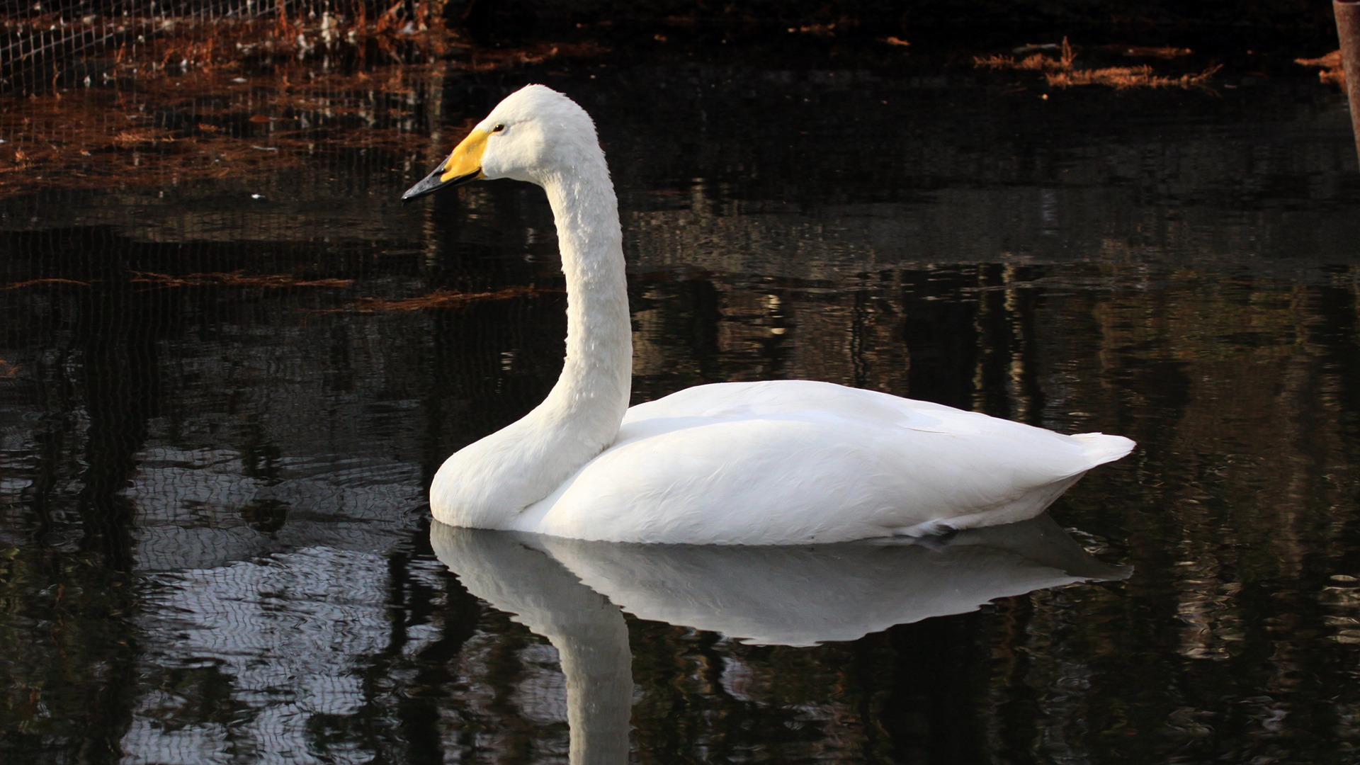 オオハクチョウ