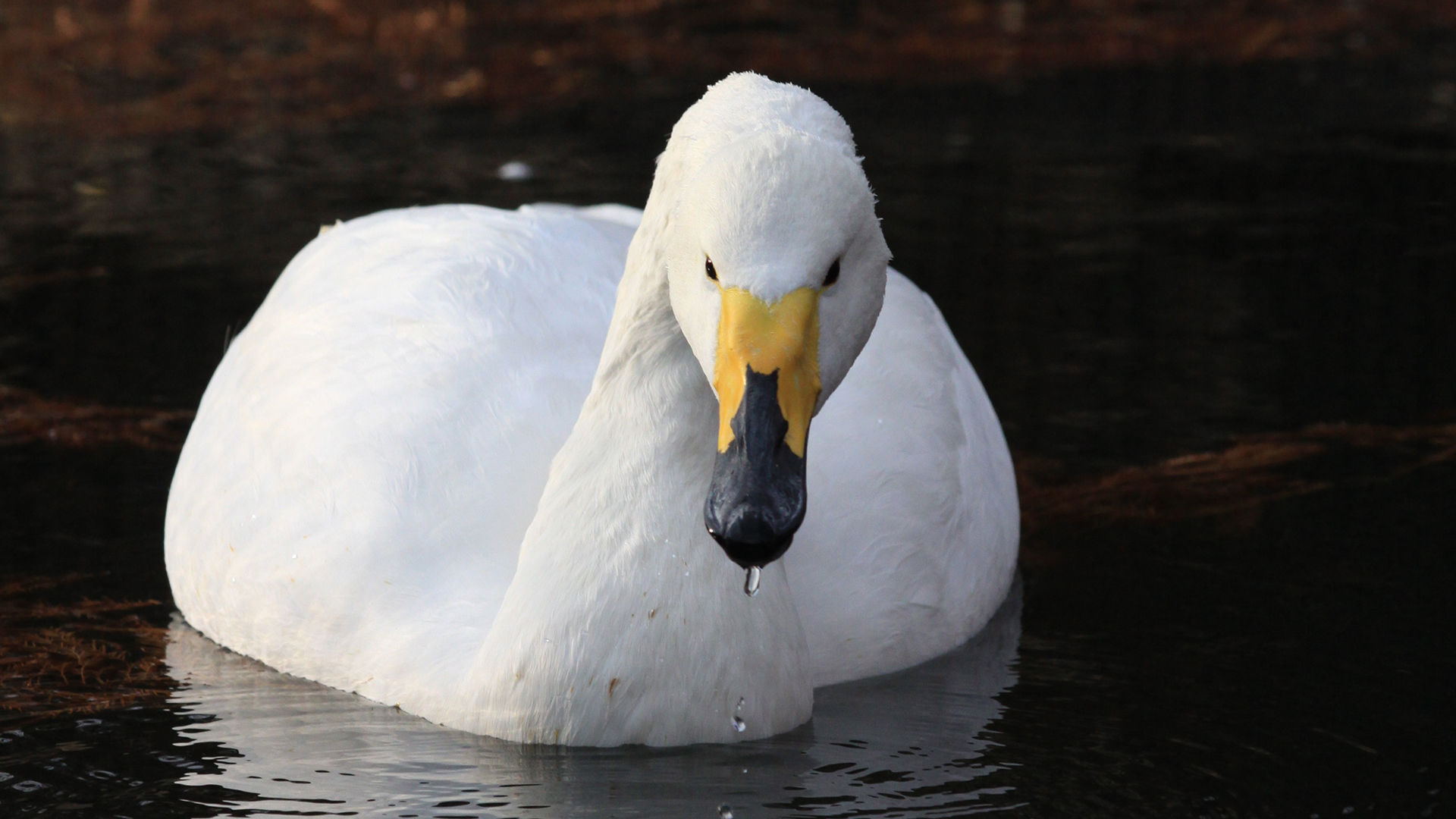 オオハクチョウ