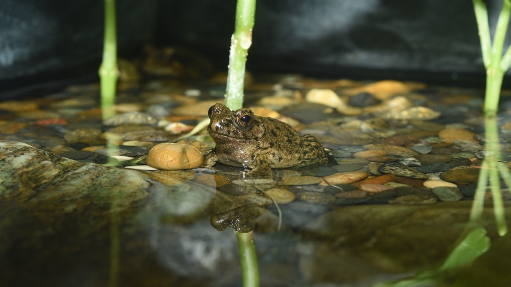 ムカシツチガエル