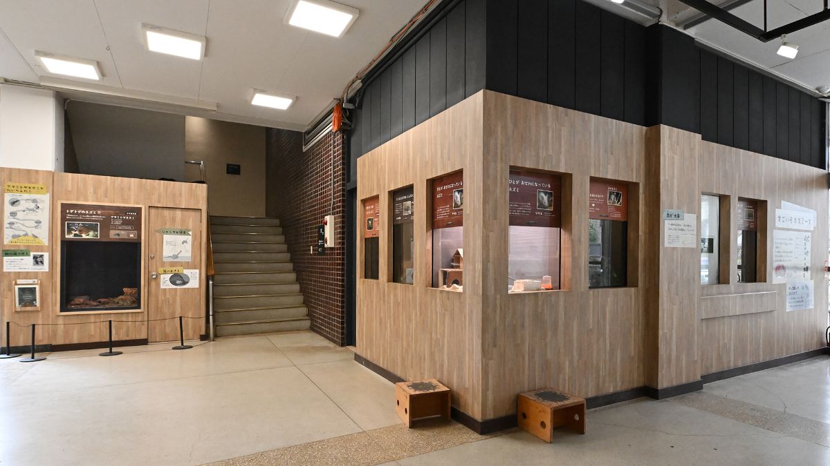 資料館ネズミ展示