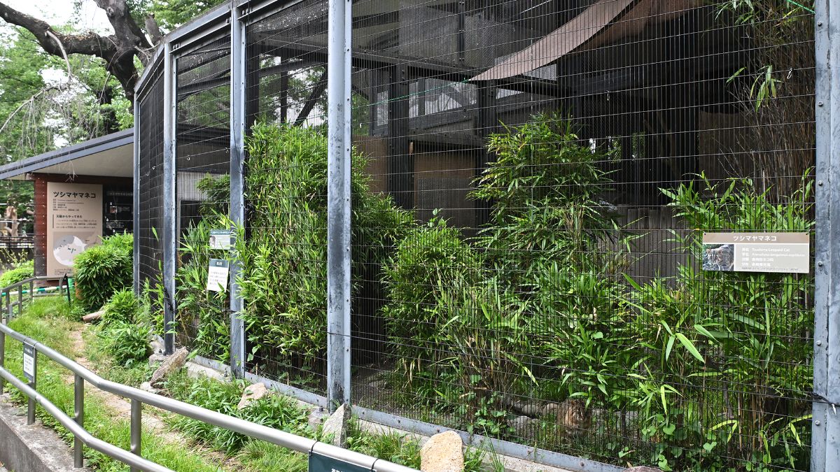 ツシマヤマネコ舎