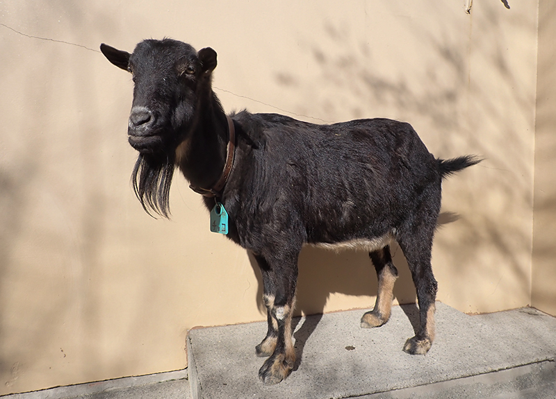 ヤギの「チョコ」