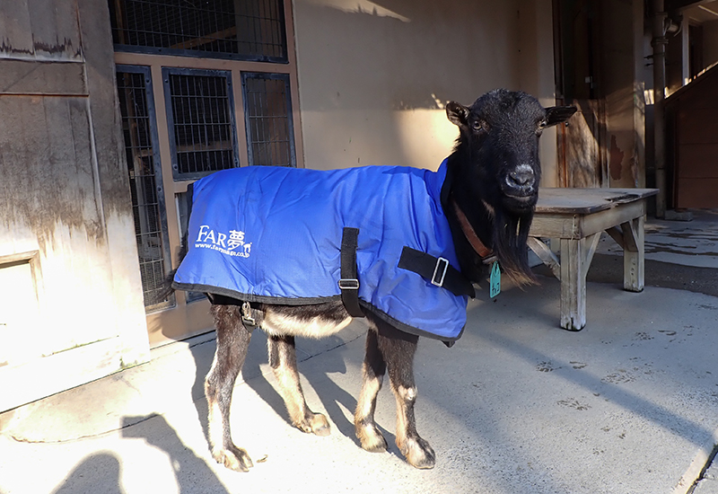 冬に日光浴をしているようす