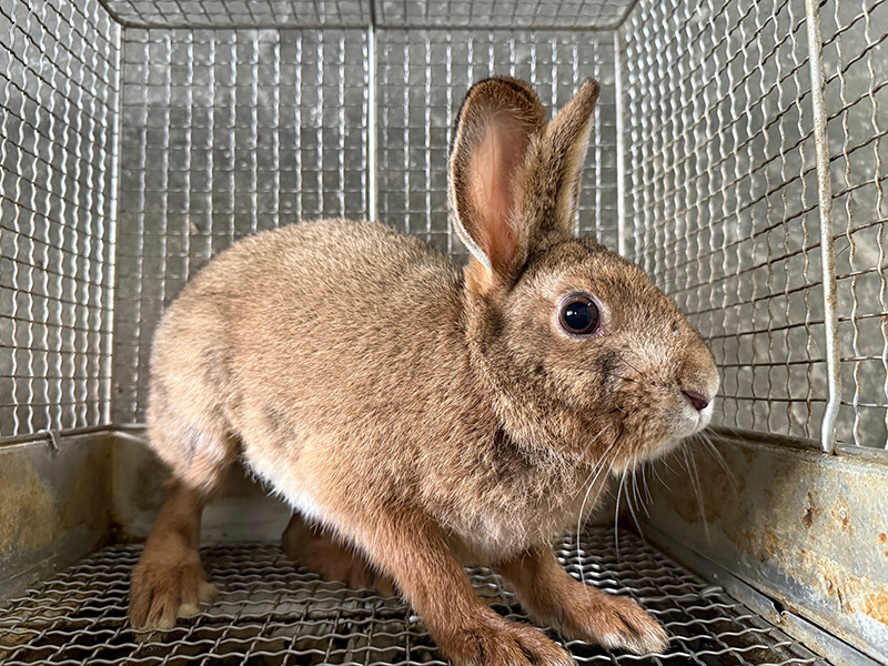 来園したニホンノウサギ（写真提供：広島市安佐動物公園）