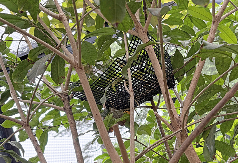 木に溶け込むように設置した巣台（飼育担当者が入れる場所から見た巣台）