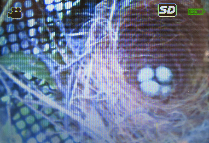 スコープカメラで覗いた巣