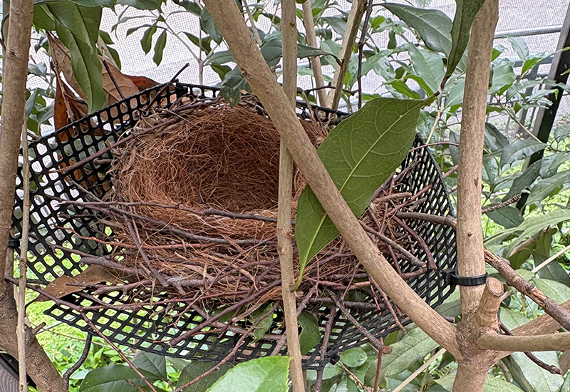 卵の回収後に撮影した巣