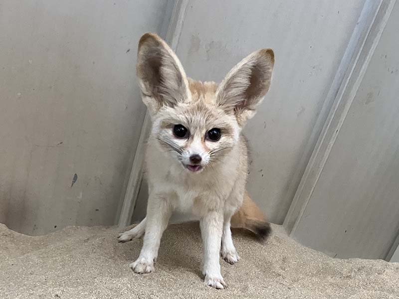 来園するフェネック「カマル」（写真提供：アクアマリンふくしま）