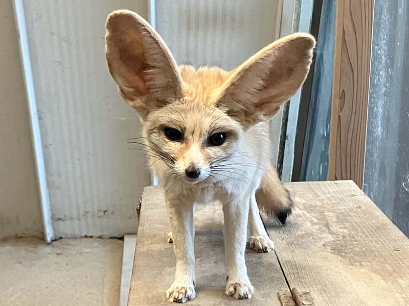 来園するフェネック「シュシュ」（写真提供：アクアマリンふくしま）