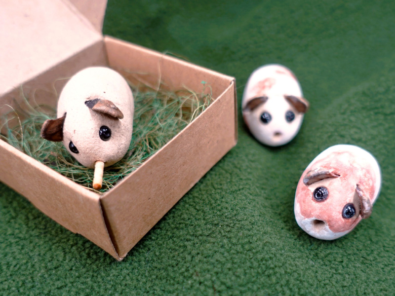 モルモットカラーズ