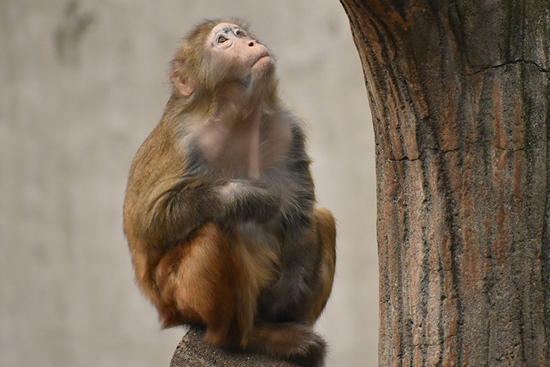 昼におきている動物は、夜はどうしているかな？