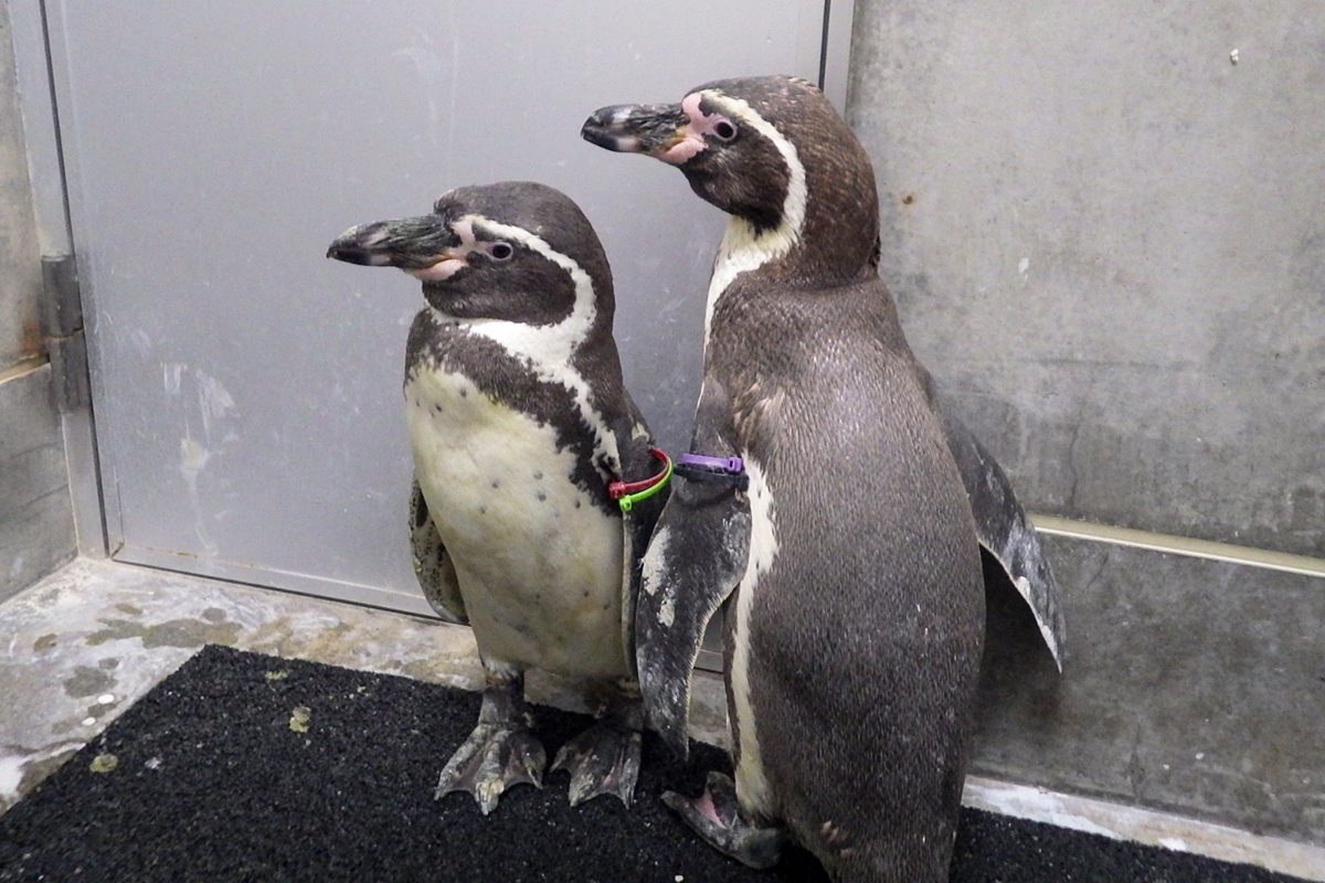 来園したフンボルトペンギン（左メス、右オス。2026年10月12日撮影）